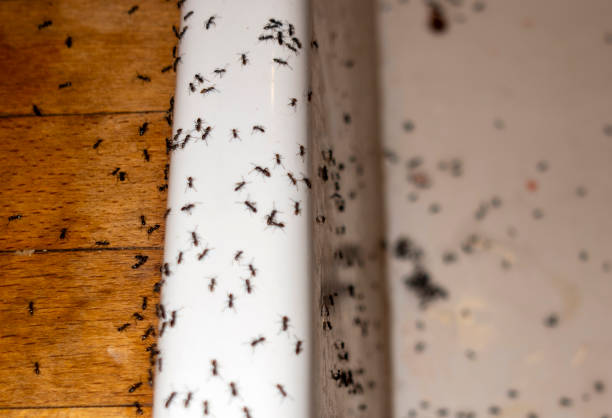 Insect Control in Dunn, NC