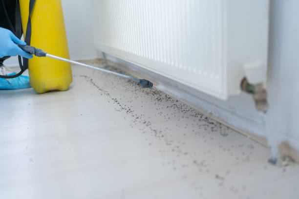 Best Ant Control Services  in Dunn, NC